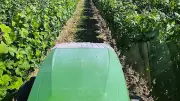 Balade vigneronne au domaine Delonca chaque mercredi