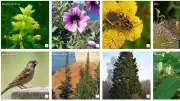 BAM : l'outil gratuit qui révèle la biodiversité autour de vous