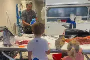 Banc des pêcheurs rouvre à Cogolin, profession en crise