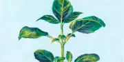 Basilic : le diamant vert qui sublime la cuisine