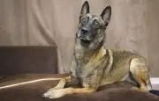 Bébé de 22 mois gravement mordu par le chien familial à Verquin