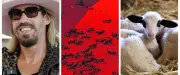Bébés caouannes, sécheresse, Pokémon : l'actu en région
