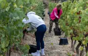 Beaujolais : un ado de 17 ans meurt dans un accident de vendanges