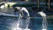 Beauval renonce aux dauphins de Marineland d'Antibes
