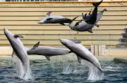 Beauval renonce aux dauphins du Marineland d'Antibes