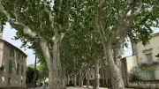 Bernis : vigilance face au longicorne tigre, menace pour les platanes