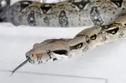 Boa dans un moteur : deux serpents mobilisent les pompiers de Haute-Garonne