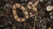 Boas constrictors en Haute-Garonne : règles de détention et prix