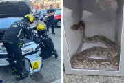 Boas en Haute-Garonne : les pompiers face aux nouveaux animaux de compagnie
