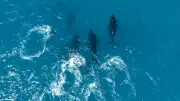 Brésil : le retour géant des baleines à bosse