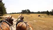 Calèche et bisons en rut : une immersion en Lozère