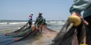 Canal de Suez : porte d'entrée des espèces invasives en Méditerranée