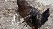 Canards abandonnés dans la Vallée d'Eure : l'APFFVE lance un appel
