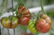 Canicule et sécheresse : l'été des pertes agricoles