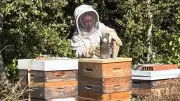 Canicule : les abeilles du Gard souffrent, la production de miel chute