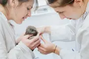 Canicule : les centres de soins pour animaux sauvages débordés à Maisons-Alfort