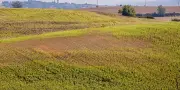 Canicule : les céréaliers de Haute-Garonne menacés