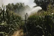 Canicule : production de maïs française au plus bas depuis 1980