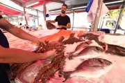 Canicules à Nice : les poissonniers au bord de la rupture