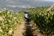 Canicules : vendanges plus précoces dans le vignoble niçois