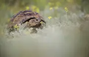 Cannes : un voleur de plaques d'égout avait des tortues protégées