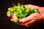 Ces légumes à semer fin août pour une récolte généreuse jusqu'en janvier