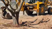 Ceyras plante une vingtaine d'oliviers pour créer des îlots de fraîcheur