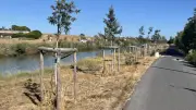 Chancre coloré : 20 ans de lutte sur le canal du Midi