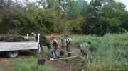 Chantier à Saint-Maurice-Navacelles pour arracher la Jussie rampante