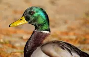 Charente : un canard sauvage provoque un incendie à Chassenon