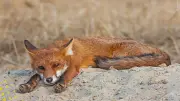 Chasse : cinq associations demandent un moratoire immédiat