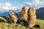 Chasse à la marmotte : la fin d'une marotte ?