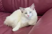 Chat torturé à Montauroux : l'affaire classée sans suite