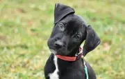 Chien qui penche la tête : un signe de réflexion ?