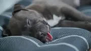 Chienne morte sur un balcon à La Rochelle en pleine canicule