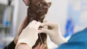 Chihuahua atteint d'un cancer : elle l'emmène en Norvège