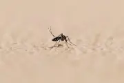 Chikungunya : 25 cas autochtones en métropole, dengue et West Nile aussi