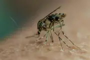 Chikungunya, dengue, West Nile : nouveaux cas autochtones dans le Sud