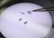 Chikungunya, dengue, West Nile : près de 70 cas autochtones en France