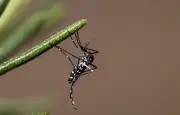Chikungunya : démoustication à Nogent-sur-Marne après un cas