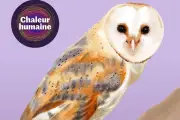 Chouette effraie : un podcast pour découvrir l'oiseau le plus proche des humains