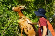 Chèvrerie varoise : balades avec le troupeau à Châteaudouble