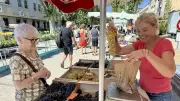 Clermont-l'Hérault : seulement deux producteurs de raisin de table sur le marché