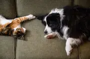 Éclipse solaire : quels risques pour votre chien ou chat ?