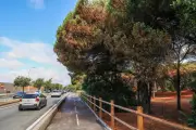 Cochenille tortue : l'invasion gagne Fréjus, Puget et Roquebrune
