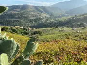 Collioure : un vignoble d'exception face à la Méditerranée