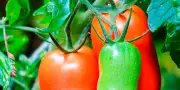 Conserver fruits et légumes : les astuces pour durer