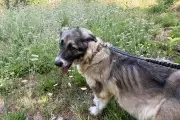 Cora, chienne de SDF à Antibes, meurt malgré l'aide de l'association