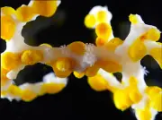 Corallizoanthus aureus : le polype clignotant des grottes japonaises
