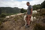 Corbieres : un an après le méga-feu, les troupeaux face aux incendies